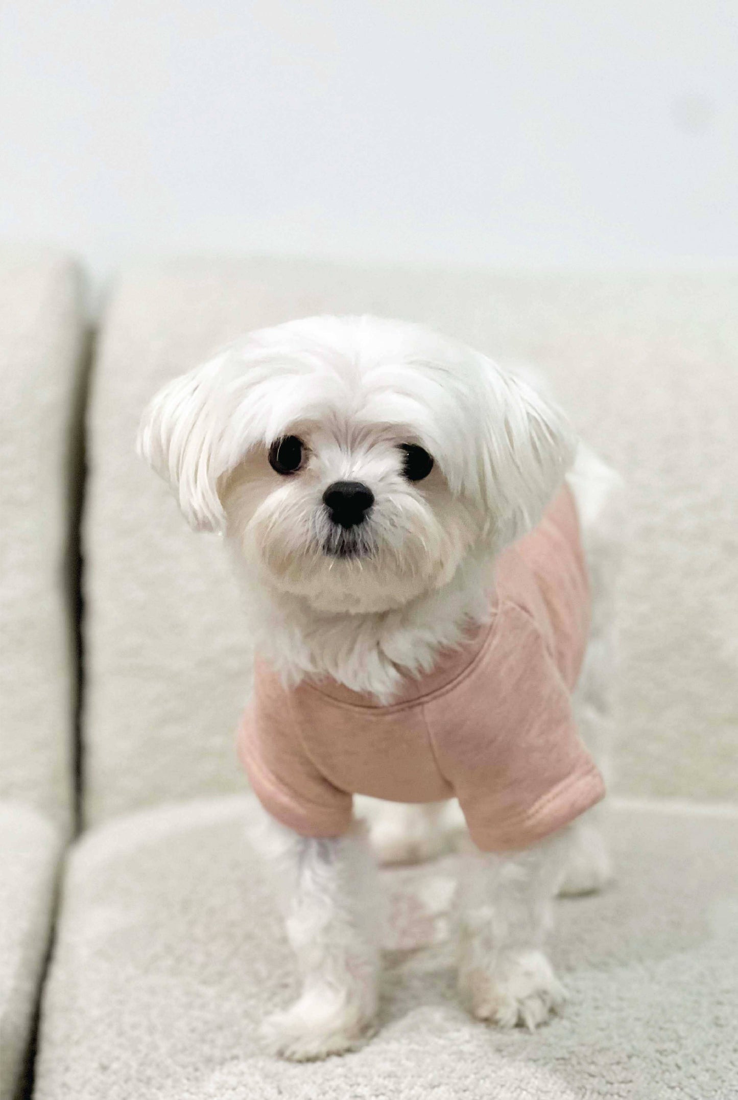 LOCAL Pet Graphic Sweatshirt